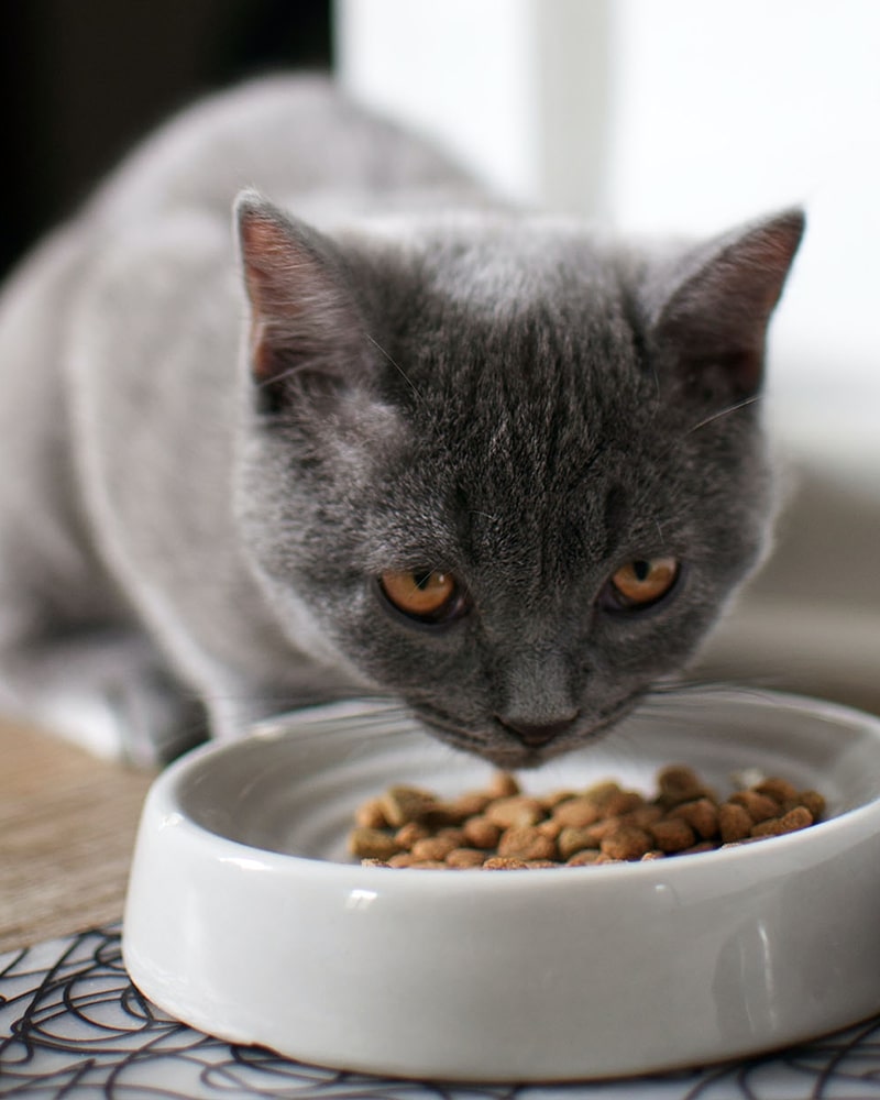 SEO, UX e Content Management Royal Canin